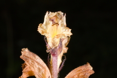 Orobanche pallidiflora