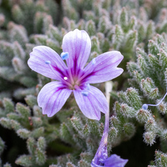 Collomia larsenii