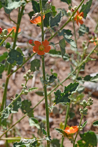 Image of Sphaeralcea fendleri by (c) Tom Kennedy, some rights reserved (CC BY)