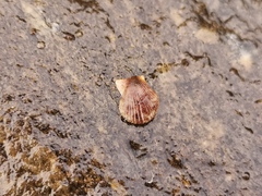 Azumapecten farreri