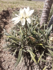 Asteraceae