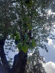 Magnoliopsida