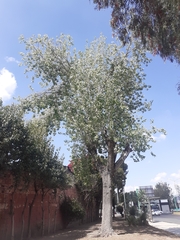Magnoliopsida