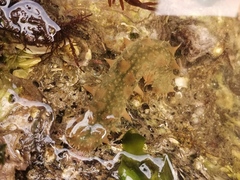 Apostichopus japonicus