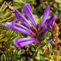 Penstemon davidsonii davidsonii