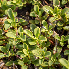 Penstemon davidsonii davidsonii