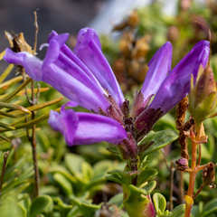 Penstemon davidsonii davidsonii