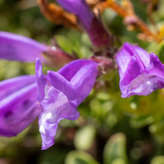 Penstemon davidsonii davidsonii