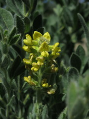 Argyrolobium crinitum