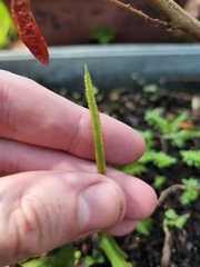 Ophioglossum petiolatum