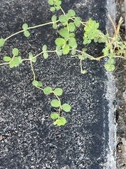 Euphorbia serpens