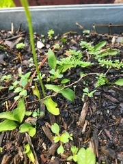 Ophioglossum petiolatum