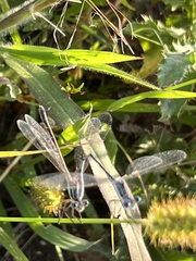 Lestes unguiculatus