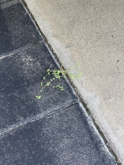 Euphorbia serpens