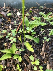 Ophioglossum petiolatum