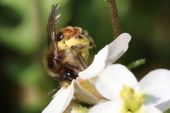 Andrena binominata
