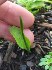 Ophioglossum petiolatum