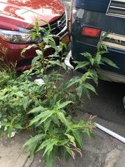 Persicaria extremiorientalis