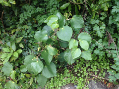 Piper excelsum excelsum