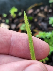Ophioglossum petiolatum
