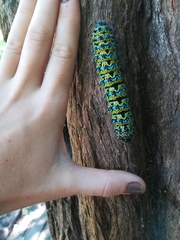 Gonimbrasia belina
