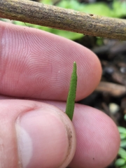 Ophioglossum petiolatum
