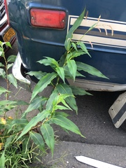 Persicaria extremiorientalis