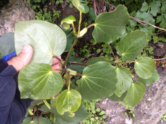 Piper excelsum excelsum