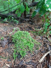 Eurhynchium angustirete