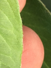 Persicaria extremiorientalis