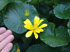 Ficaria verna ficariiformis