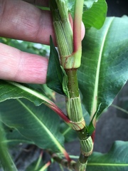 Persicaria extremiorientalis