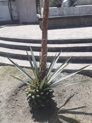 Agave