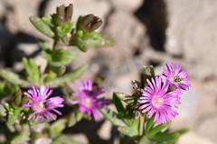 Delosperma robustum