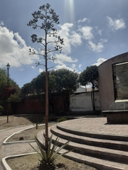 Agave