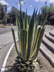 Agave americana
