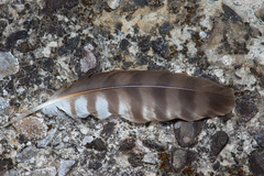 Accipiter trivirgatus