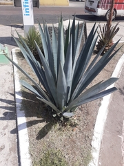 Agave