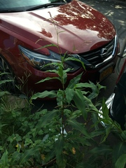 Persicaria extremiorientalis