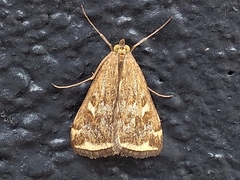 Loxostege sticticalis
