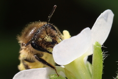 Andrena binominata