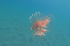 Pterois miles