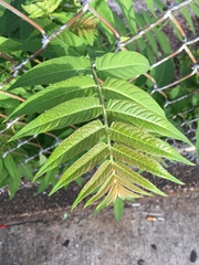 Ailanthus altissima