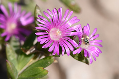 Delosperma robustum