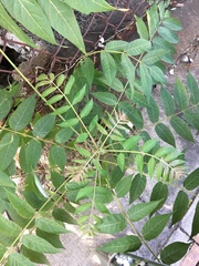 Ailanthus altissima
