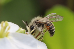 Andrena binominata