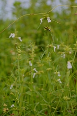 Leucas lavandulifolia