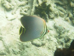 Chaetodon triangulum