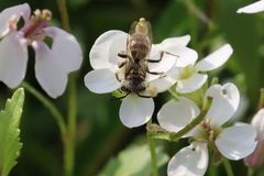 Andrena binominata