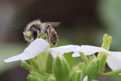 Andrena binominata
